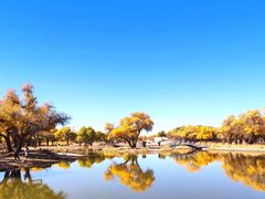 -金塔沙漠胡杨林景区
