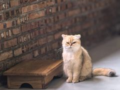 -豆逗聊愈猫阁Easy Life