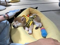 -逗柴咖啡屋·狗咖猫咖宠物桌游