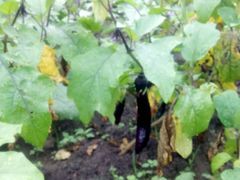 -金明姬铁锅炖(东坝店)