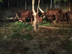 -清迈夜间动物园