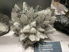 -中国地质博物馆