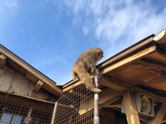 -岚山猴子公园