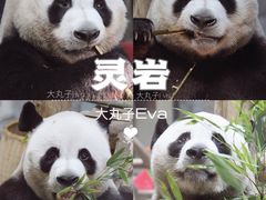 -栾川竹海野生动物园