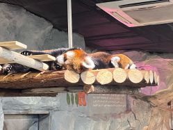 -Zoolung Zoolung动物主题公园(海信广场店)