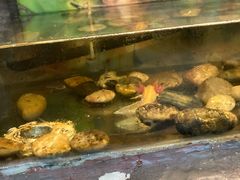-上海大自然野生昆虫馆(东方明珠·爬宠昆虫探索中心)