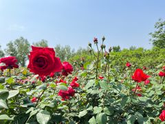 -莲花池公园