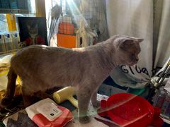 光晕里的猫猫-平行世界·猫咖(首经贸店)