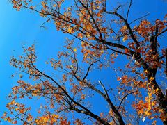 -白水寺森林公园