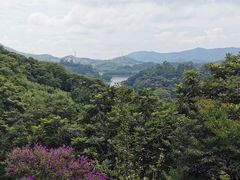 -天鹿湖森林公园
