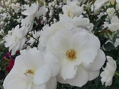 -人民公园(罗湖区)