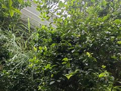 -呀路古热带植物园