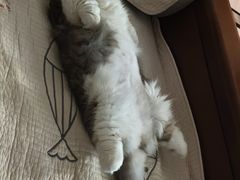 -欣宠猫屋·矮脚拿破仑·蓝金金渐层