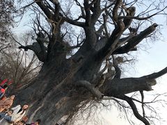 -大槐树寻根祭祖园