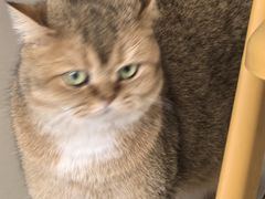 -平行世界·猫咖(首经贸店)