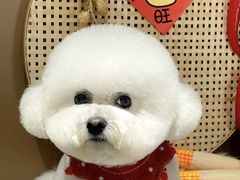 -萌宠之家·腊肠犬·马尔泰·小体犬舍