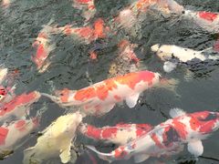 -东南花都花博园