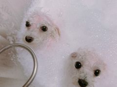 -PETKIT 小佩宠物·低压洗护·美容·寄养(安远店)