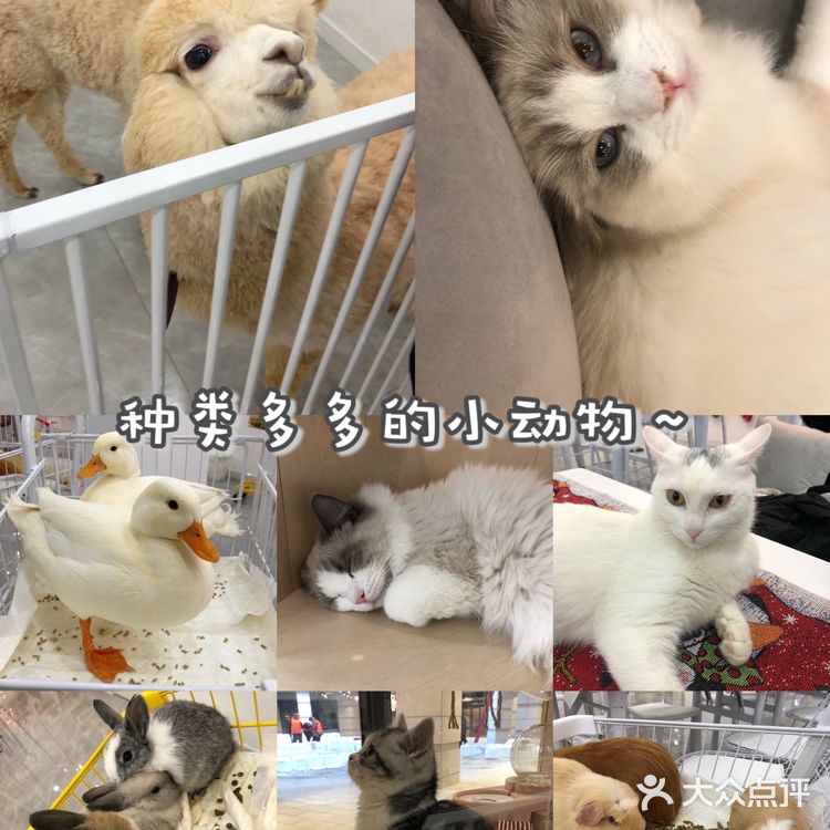 长春宠物王国|回吐口水的🦙