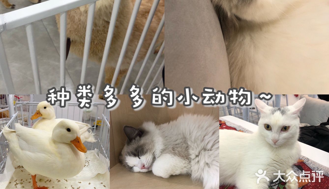 长春宠物王国｜回吐口水的🦙