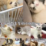 长春宠物王国｜回吐口水的🦙