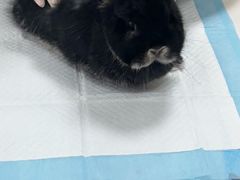 -美美宠物诊疗中心·异宠·骨科(滨江东信分院)