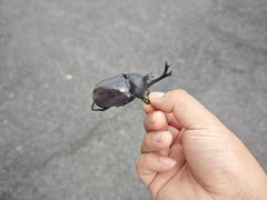 -上海鲜花港