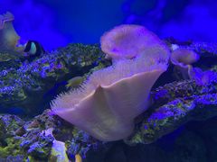-御唐府海珊瑚主题餐厅
