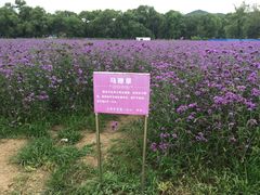 景点马鞭草-北京东方普罗旺斯薰衣草庄园