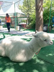 点击看大图 -萌宠亲子动物乐园(槐房万达店)