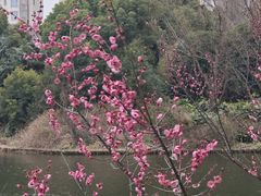 -新江湾城公园