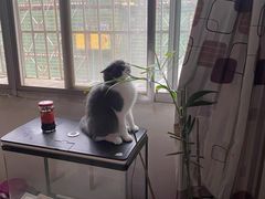 -宠爱国际动物医院· 猫科· 外科·中兽医(长白店)