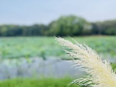 -长广溪湿地公园