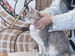 -Let's go狗咖·猫咖·奶狗·桌游(春熙路IFS店)
