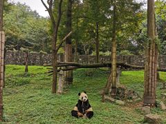 -都江堰中华大熊猫苑