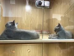 -屋虎猫馆(宝安大仟里店)