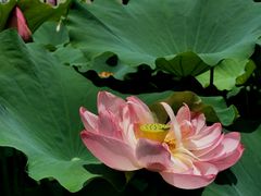 -陈家山荷花公园