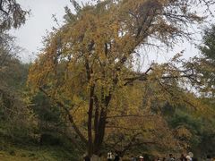 -千年银杏谷文化旅游区