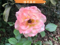 -南山植物园