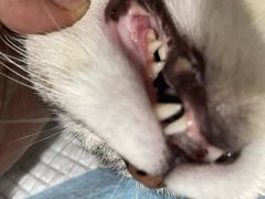 -四月宠物医院·猫专科·心脏专科·内科(转塘店)