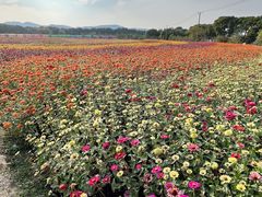 -苏州太湖西山岛开心农场