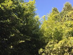iphone_upload_pic-圆通禅寺