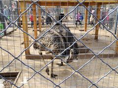 -长白岛森林公园