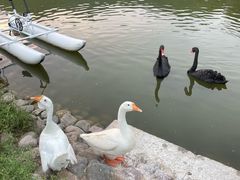 -静之湖湖畔餐厅