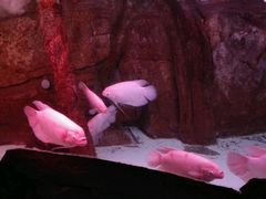 -泉城欧乐堡海洋极地世界