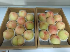 -南汇新场正宗水蜜桃采摘