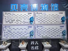-贝壳梦幻世界