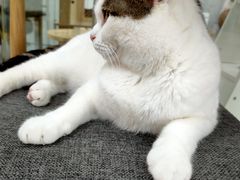 -喵园·猫主题咖啡厅·撸猫·猫咖(国贸店)