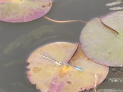 -春花秋色城市公园