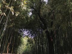 -宝鸡植物园